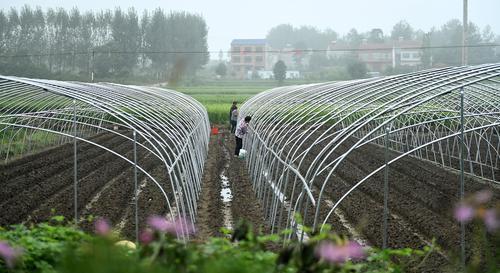 如何建草莓标准大棚图片 草莓大棚的建造规格图纸图片