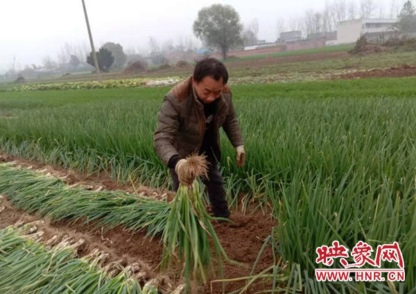 新蔡县佛阁寺镇：大分葱园里话丰收