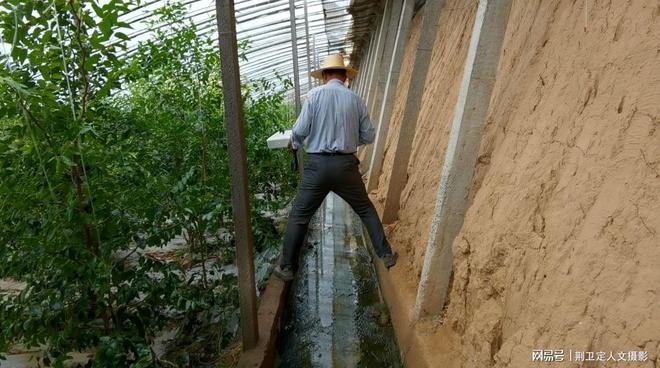 新疆枣树地亩产多少_新疆枣树种植技术视频_新疆枣树苗