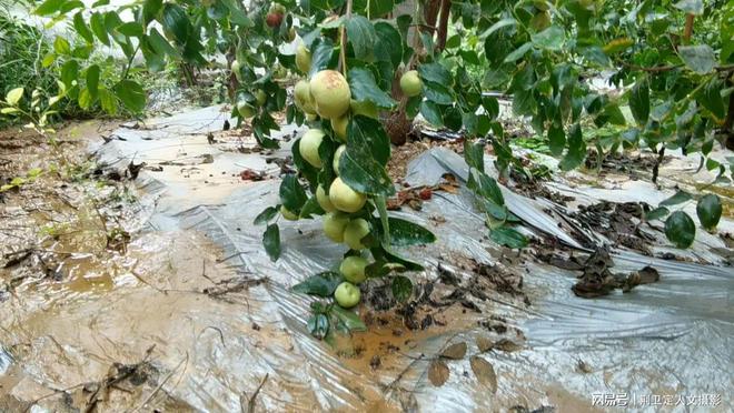 新疆枣树苗_新疆枣树地亩产多少_新疆枣树种植技术视频
