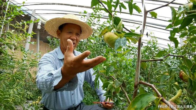 新疆枣树地亩产多少_新疆枣树苗_新疆枣树种植技术视频