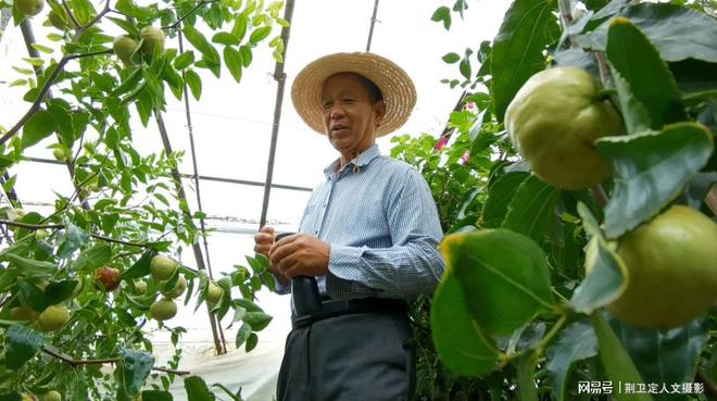新疆枣树地亩产多少_新疆枣树苗_新疆枣树种植技术视频