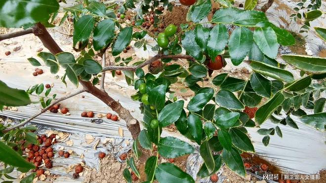 新疆枣树地亩产多少_新疆枣树苗_新疆枣树种植技术视频