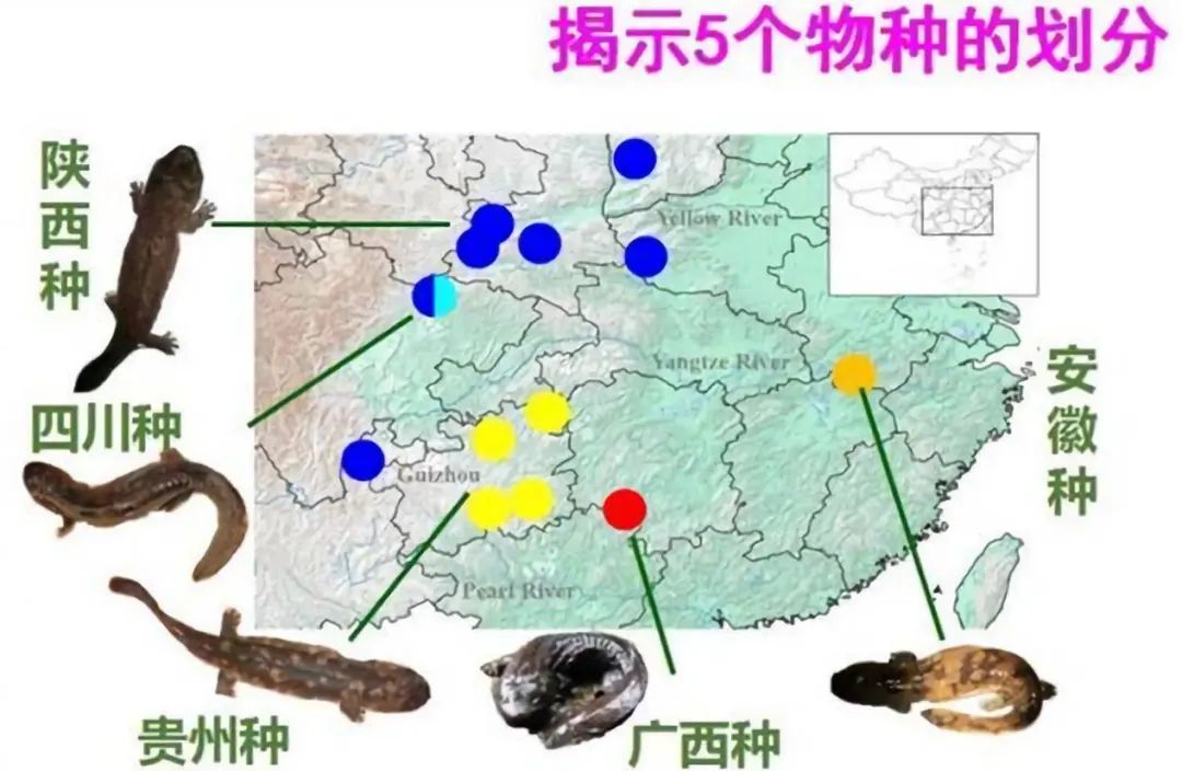 养殖广西鱼鸭嘴技术与管理_广西鸭嘴鱼养殖技术_广西鸭嘴鱼苗批发