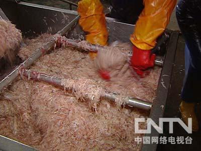 致富经草鱼苗养殖技术_致富经天价草鱼的背后_致富经养草鱼全部视频