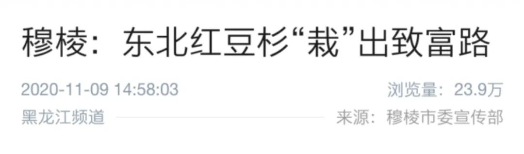 【新华社客户端、人民日报客户端、中新网】穆棱：东北红豆杉“栽”出致富路