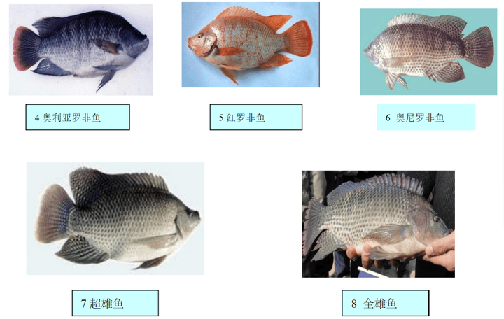 家庭养殖罗非鱼_罗非鱼养殖技术视频_罗非鱼室内养殖技术