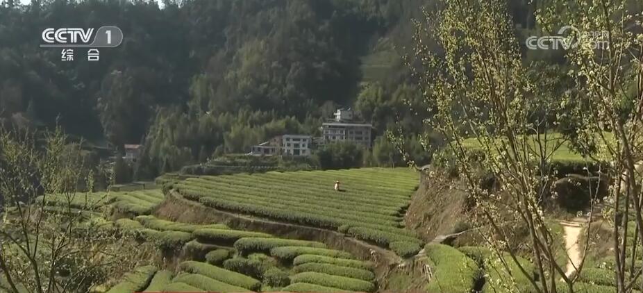 致富种植漆树怎么样_漆树种植条件_漆树种植致富