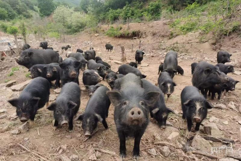 大连瓦房店：养着藏香猪  走上致富路