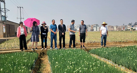 种植小葱的视频_分葱种植致富视频_致富经小葱种植