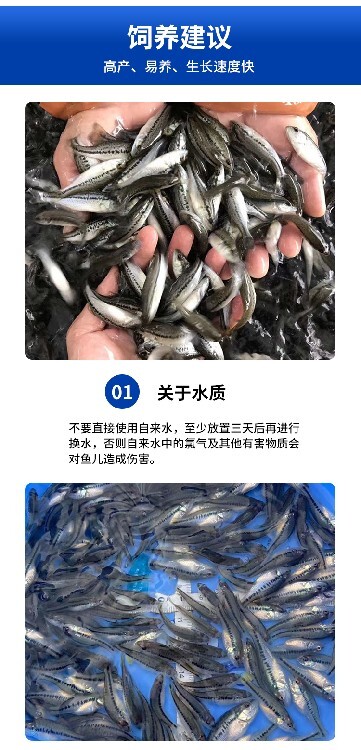 支持批发/零售加州鲈鱼苗鲈鱼水花的养殖技术,大口黑鲈鱼苗