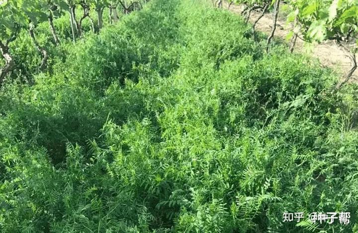 致富经面包饲草_致富经面包草视频_致富面包饲草图片