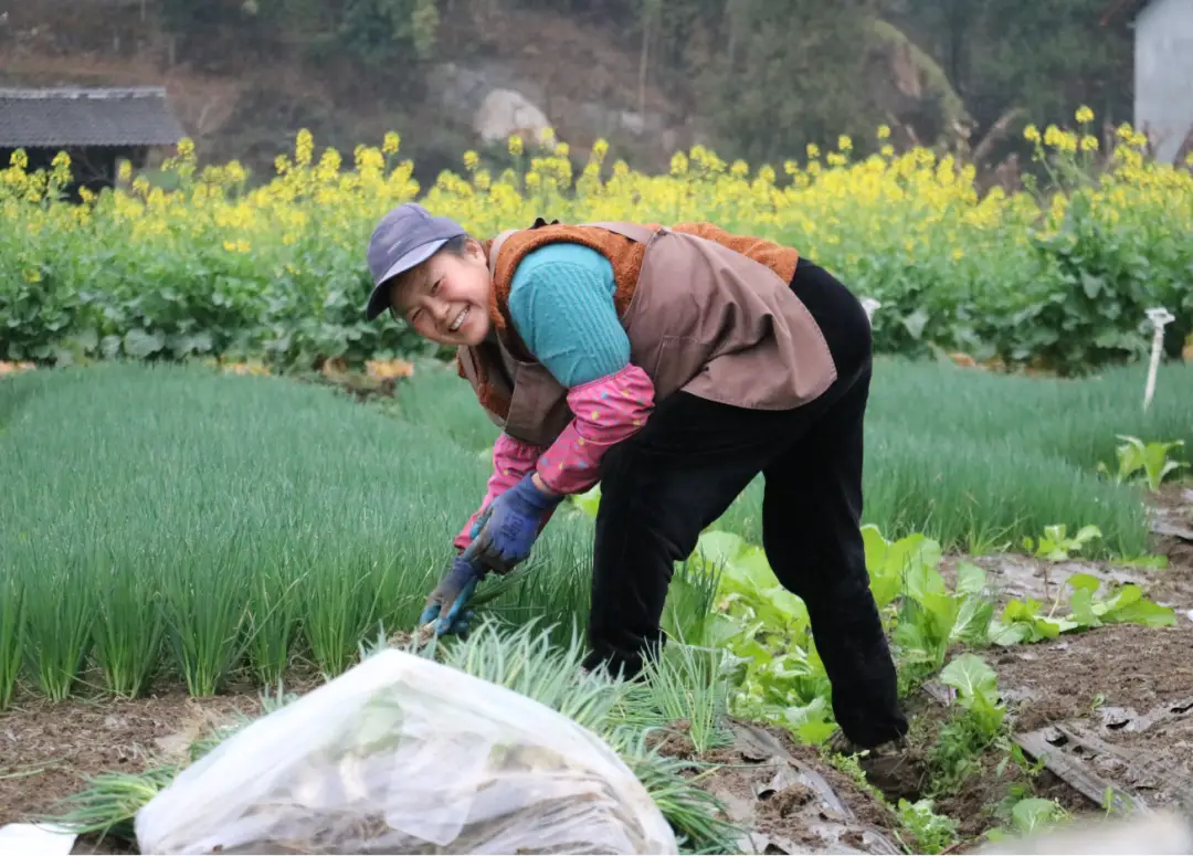 种植葱的视频_致富经大葱种植_分葱种植致富视频