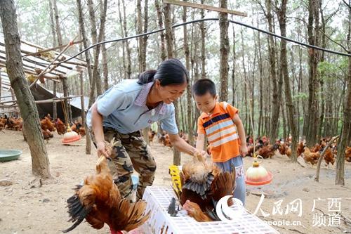 港北区：养殖稔子鸡带动贫困群众脱贫