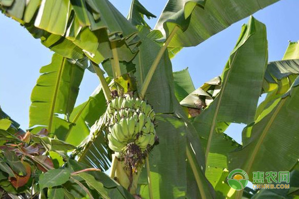 香蕉种植视频 致富经_香蕉种植视频 致富经_香蕉种植视频 致富经