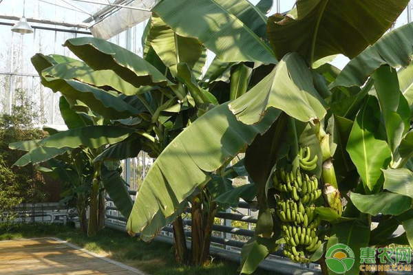 香蕉种植视频 致富经_香蕉种植视频 致富经_香蕉种植视频 致富经