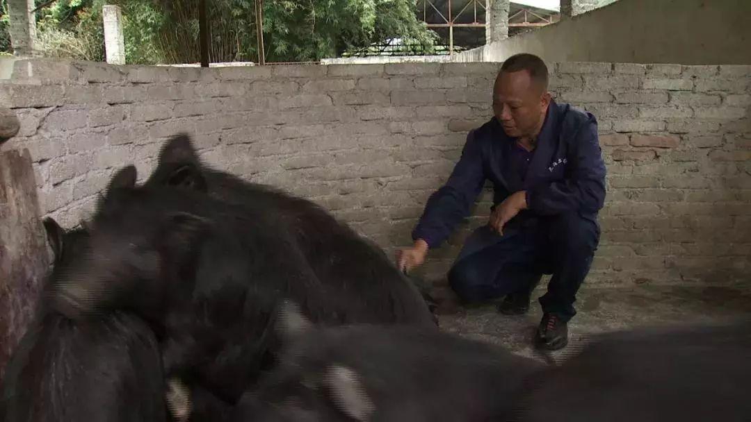 香猪养殖赚钱吗_香猪养殖致富_致富养殖香猪怎么样