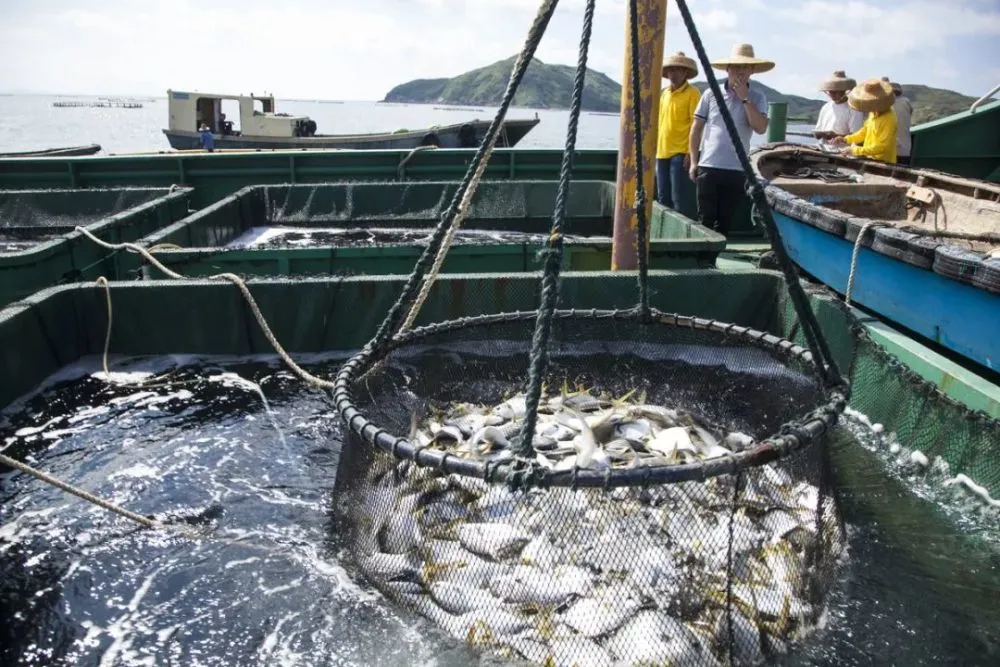 深海养殖金鲳鱼_海里的鲳鱼有养殖的吗_海上养殖金鲳鱼技术