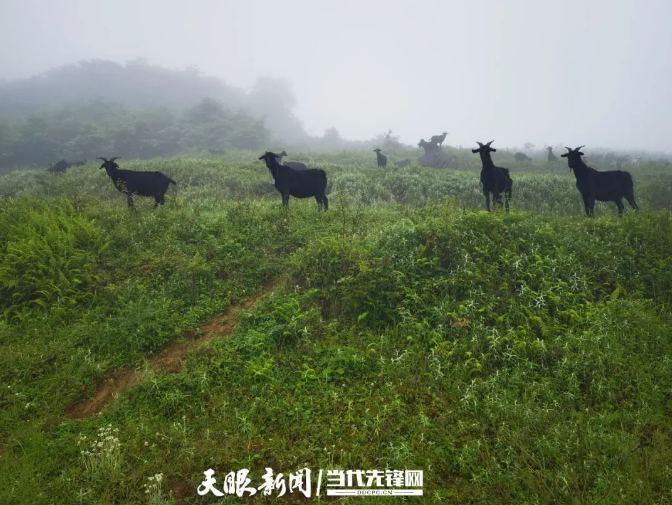 养羊致富_农村养殖致富养羊视频_家庭养殖致富羊