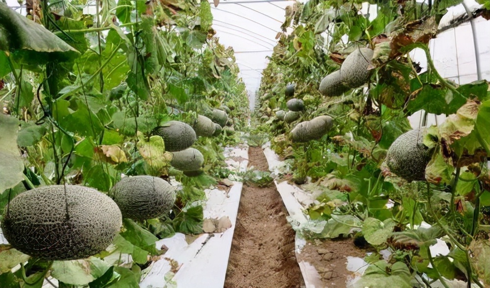 哈密瓜种植方法和技术视频_哈蜜瓜种植技术_哈蜜瓜怎样种植与管理