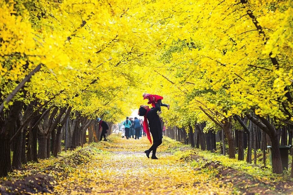 淅川种植西瓜致富_西瓜种植铺就致富路_西瓜种植大户新闻