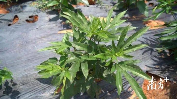 大毛桃种植致富_毛桃种植技术_毛桃苗多少钱一颗啊