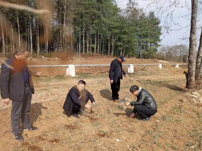 致富经魔芋种植视频_魔芋种植致富新闻_致富经魔芋种植技术视频