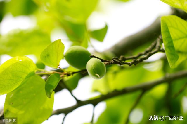 致富种植视频全集_种植致富的趋势_致富种植趋势图片