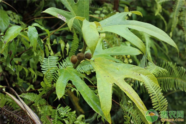 毛桃种植技术_毛桃种植方法_大毛桃种植致富