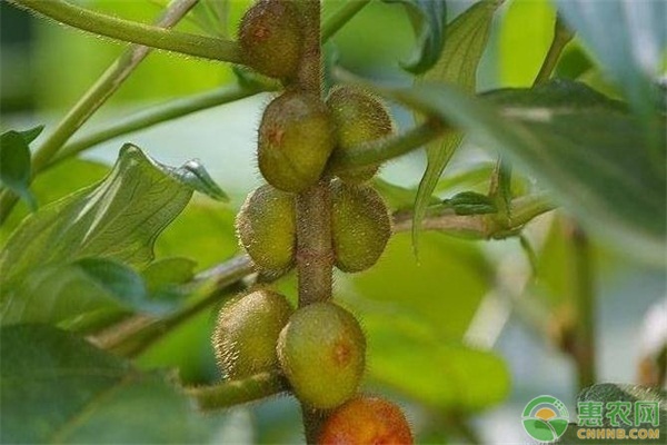 大毛桃种植致富_毛桃种植技术_毛桃种植方法