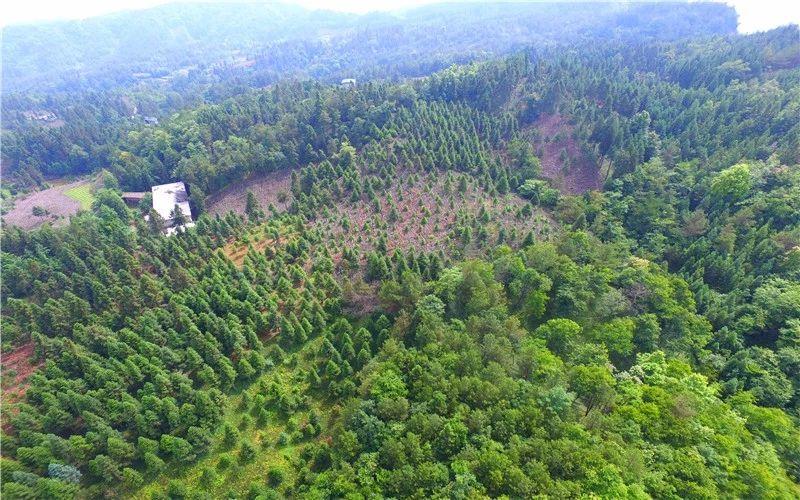 种植致富新项目_种植致富业_致富经一亩地赚60万种植