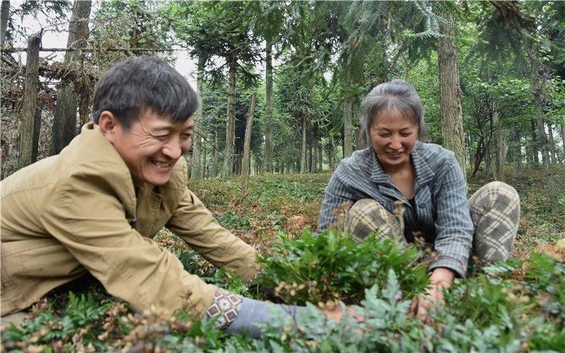 种植致富业_致富经一亩地赚60万种植_种植致富新项目