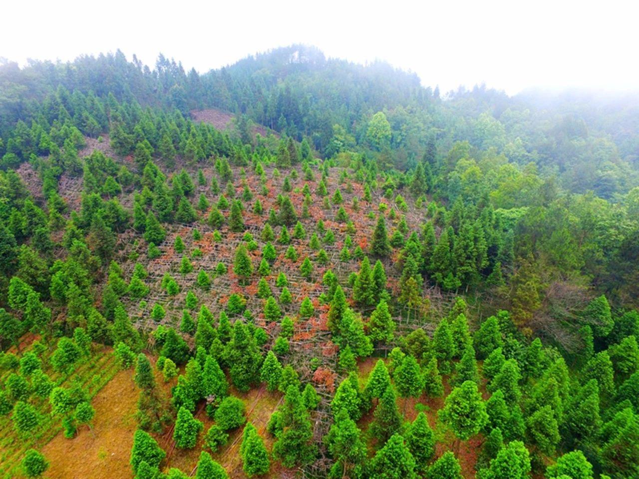 种植致富业_种植致富新项目_致富经一亩地赚60万种植