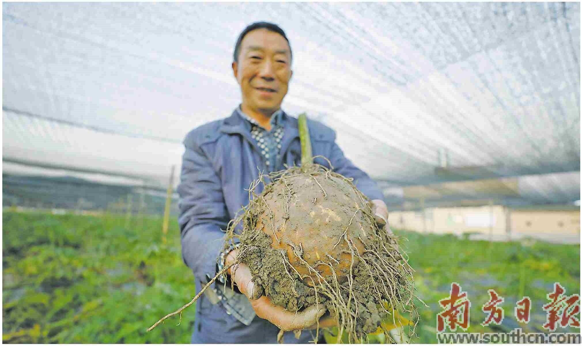 “芋香胖胖”走向全国