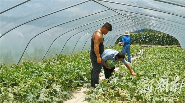 白领种植蘑菇致富_致富瓜种植视频_种瓜得瓜视频