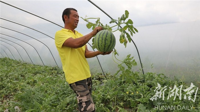 致富瓜种植视频_白领种植蘑菇致富_种瓜得瓜视频