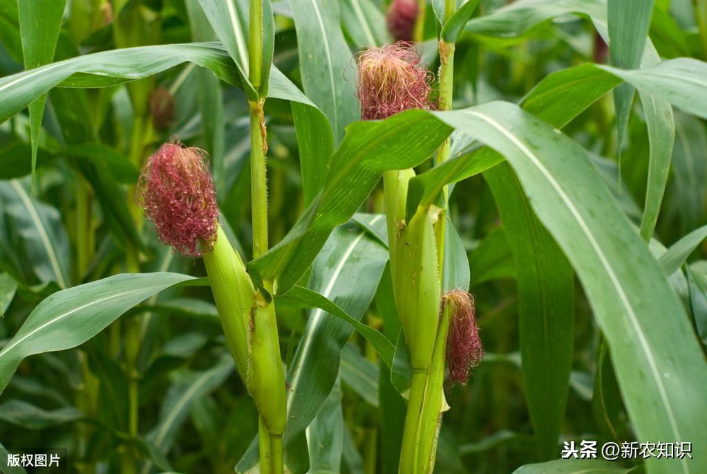 玉米高产种植新技术_玉米高产种植技术新闻报道_玉米高产种植技术新闻