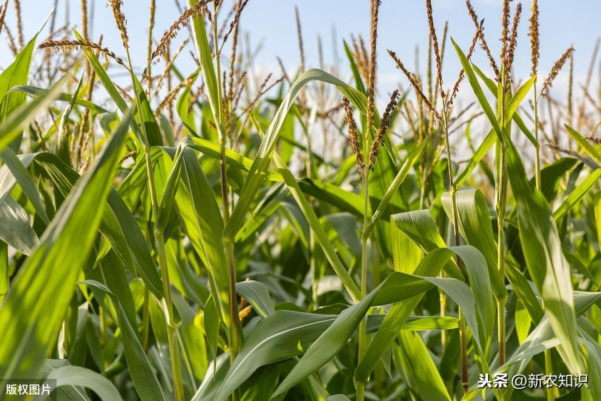 玉米高产种植新技术_玉米高产种植技术新闻_玉米高产种植技术新闻报道