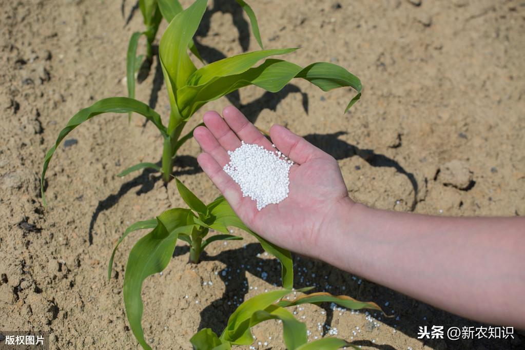 玉米高产种植新技术_玉米高产种植技术新闻_玉米高产种植技术新闻报道