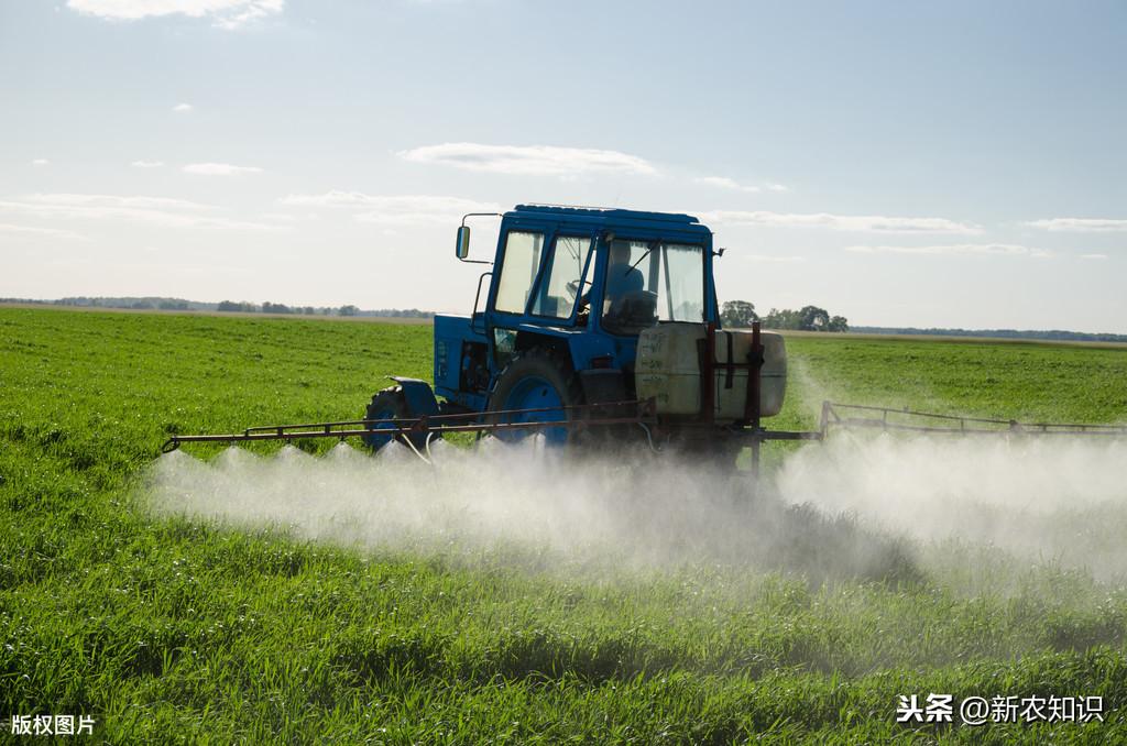 玉米高产种植技术新闻_玉米高产种植新技术_玉米高产种植技术新闻报道