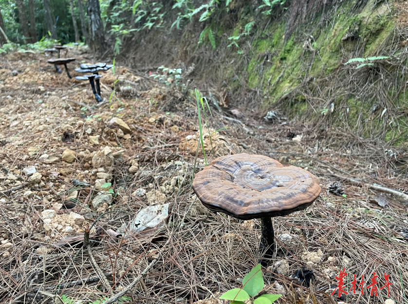 中草药种植 致富_致富经中草药种植项目_农村致富经中药材种植