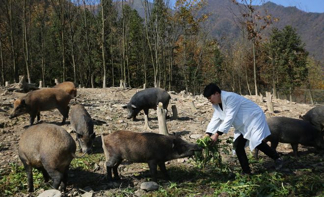 致富经养猪视频重庆_致富经2020年养猪视频大全_致富经生态养殖猪视频