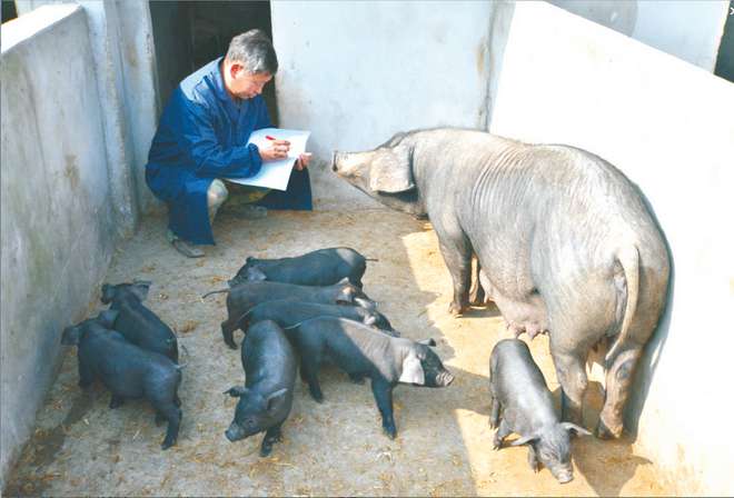 致富经生态养殖猪视频_致富经养猪视频重庆_致富经2020年养猪视频大全