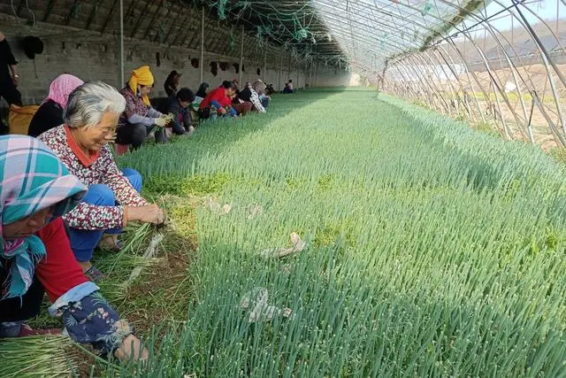 奔跑中的大连｜延伸大葱种植产业链 带动农民增收致富