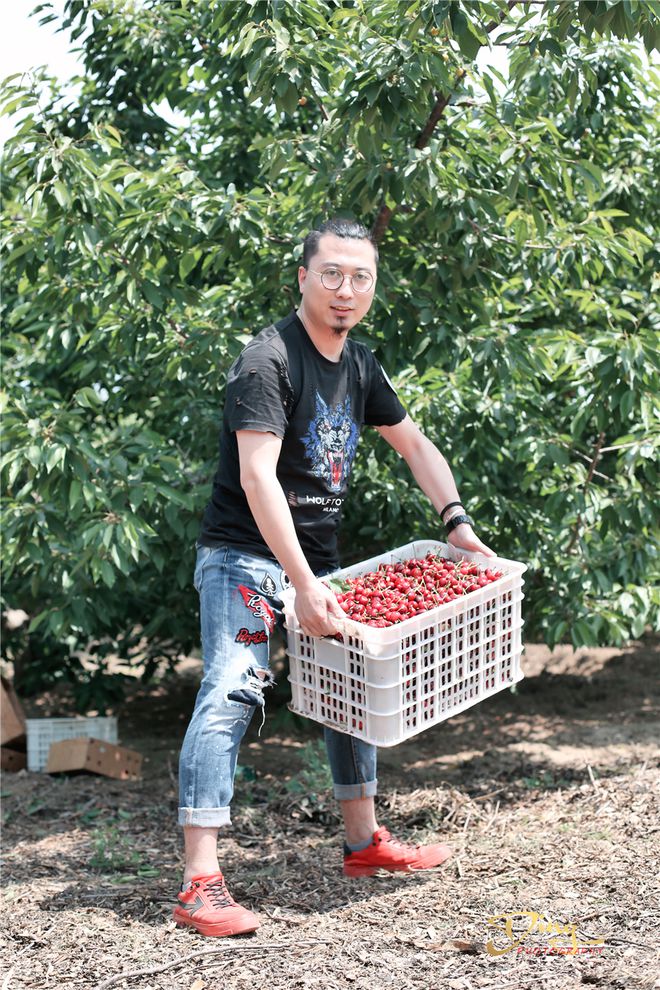 致富经北京大樱桃_致富经樱桃种植视频_致富经樱桃