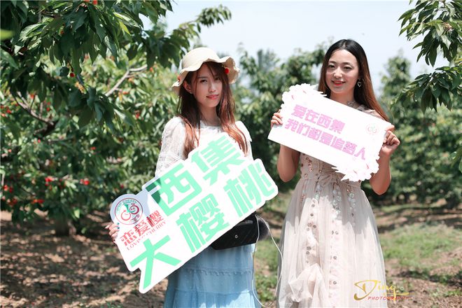 致富经樱桃_致富经樱桃种植视频_致富经北京大樱桃