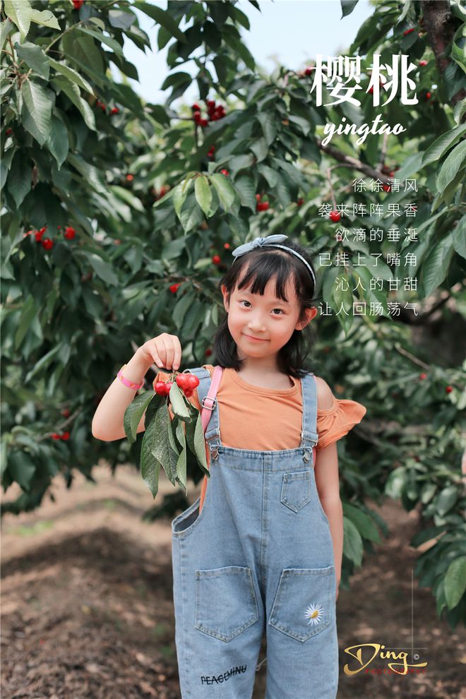 致富经樱桃种植视频_致富经樱桃_致富经北京大樱桃