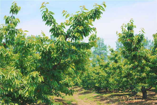 致富经樱桃_致富经樱桃种植视频_致富经北京大樱桃