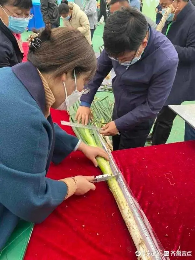 大葱种植致富视频_大葱种植技术视频教程_种植大葱视频教程