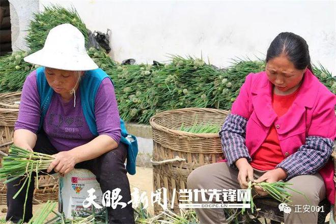 大葱种植致富视频_种植大葱视频教程_种植大葱的视频